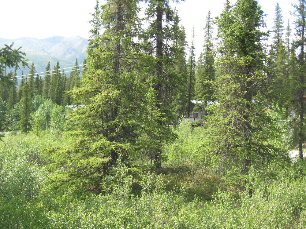 The Perch Resort Denali Park Εξωτερικό φωτογραφία